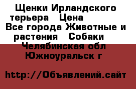 Щенки Ирландского терьера › Цена ­ 30 000 - Все города Животные и растения » Собаки   . Челябинская обл.,Южноуральск г.